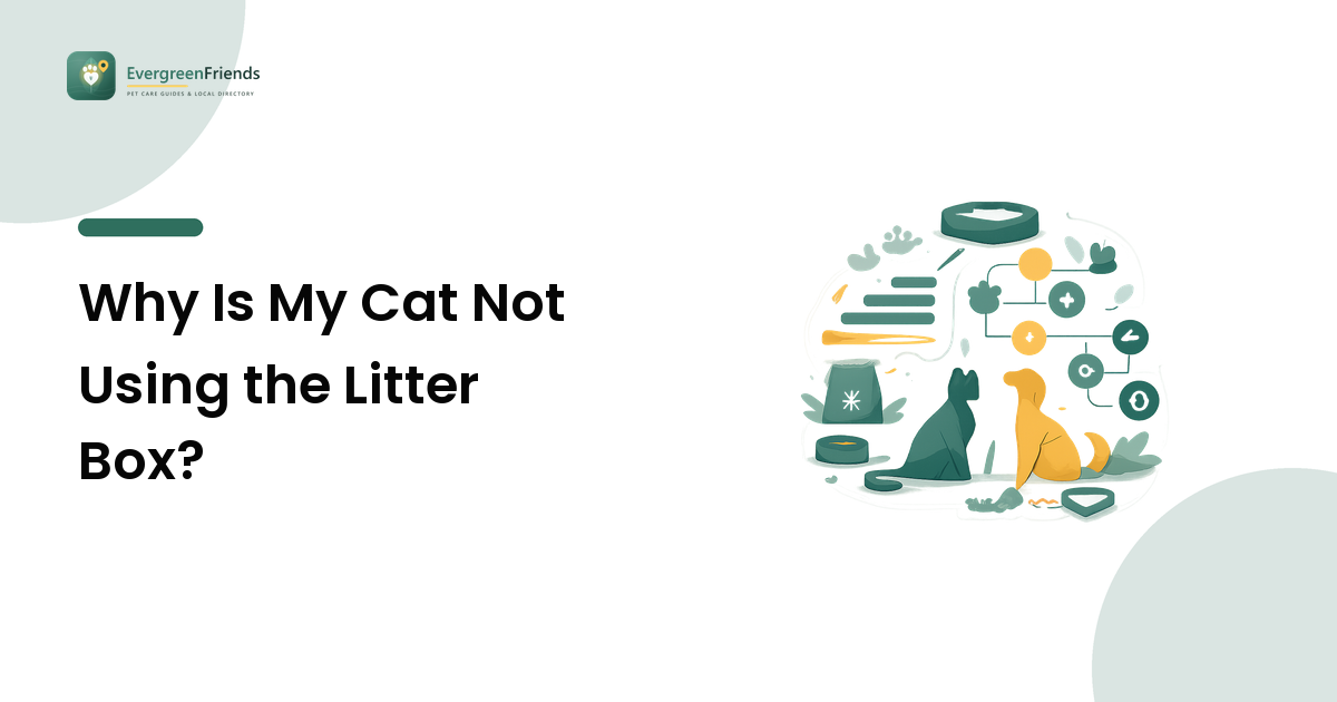 Why Is My Cat Not Using the Litter Box?