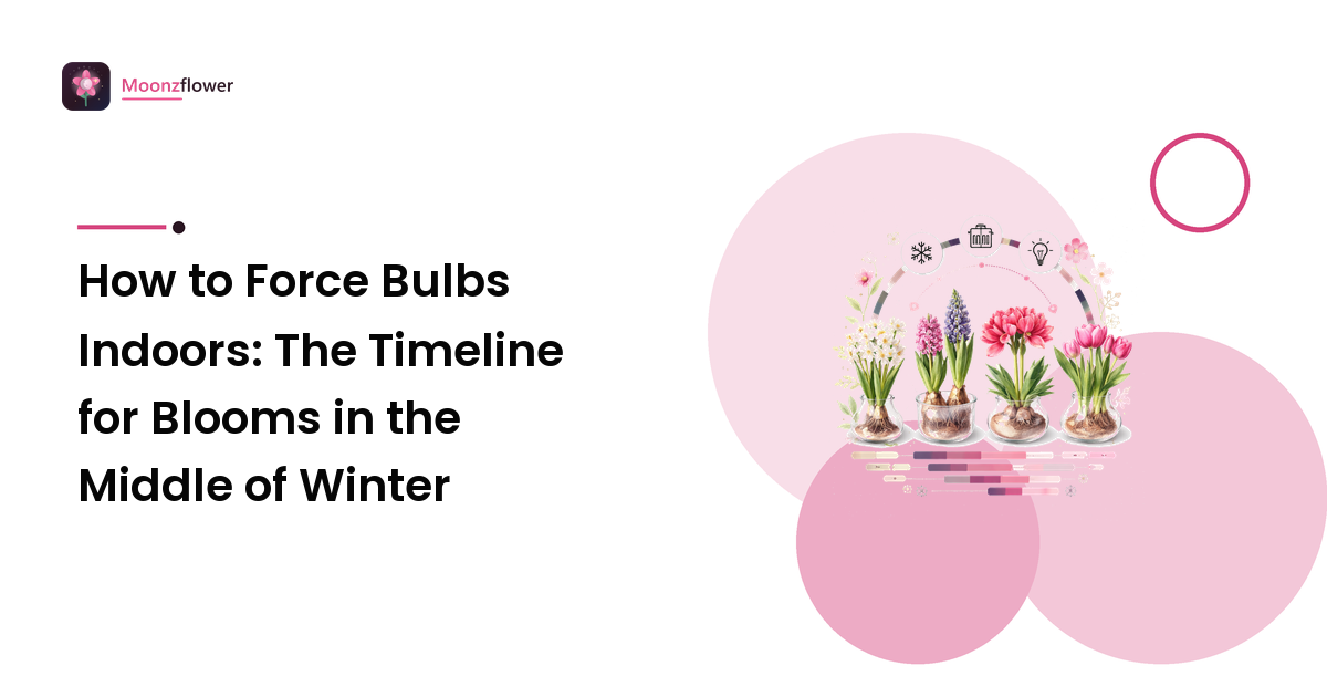 How to Force Bulbs Indoors: The Timeline for Blooms in the Middle of Winter