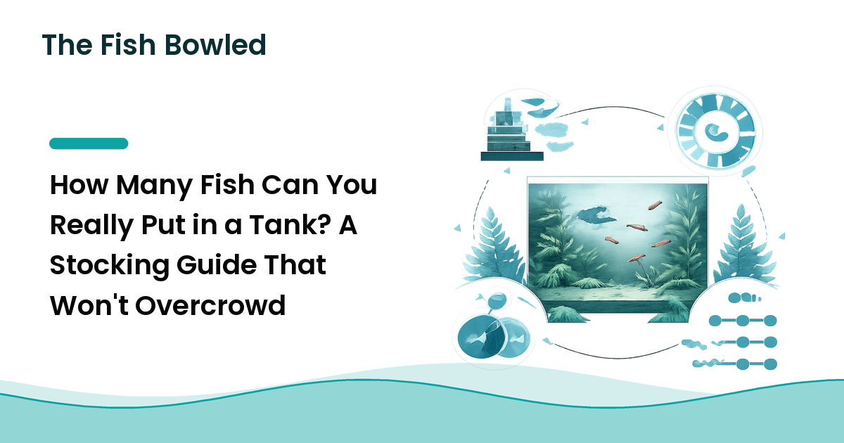 How Many Fish Can You Really Put in a Tank? A Stocking Guide That Won't Overcrowd