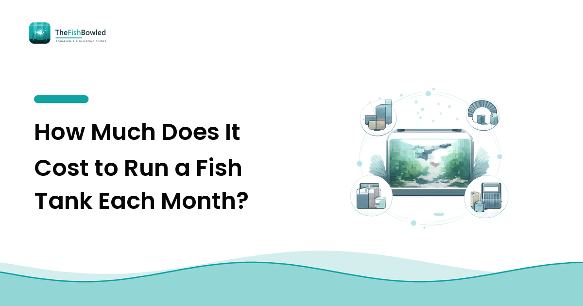 How Much Does It Cost to Run a Fish Tank Each Month?