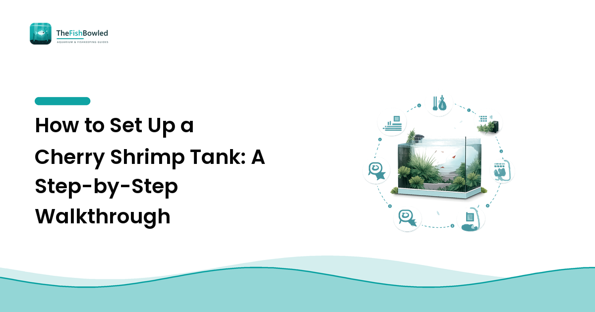 How to Set Up a Cherry Shrimp Tank: A Step-by-Step Walkthrough